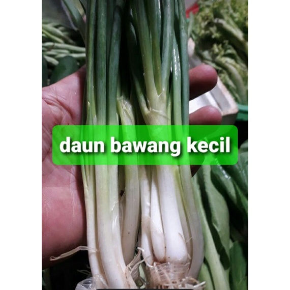 Jual Daun Bawang Kecil Shopee Indonesia