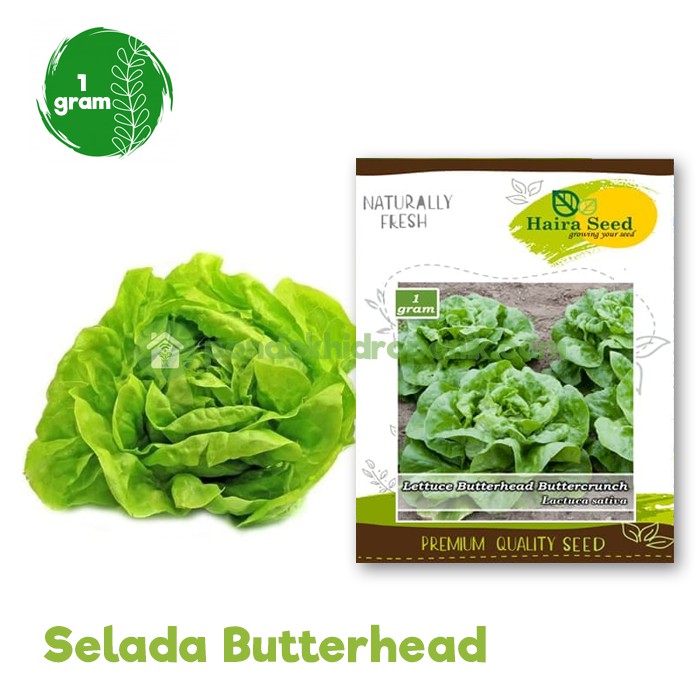 Jual Benih Bibit Selada Butterhead Buttercrunch Haira Seed Shopee Indonesia