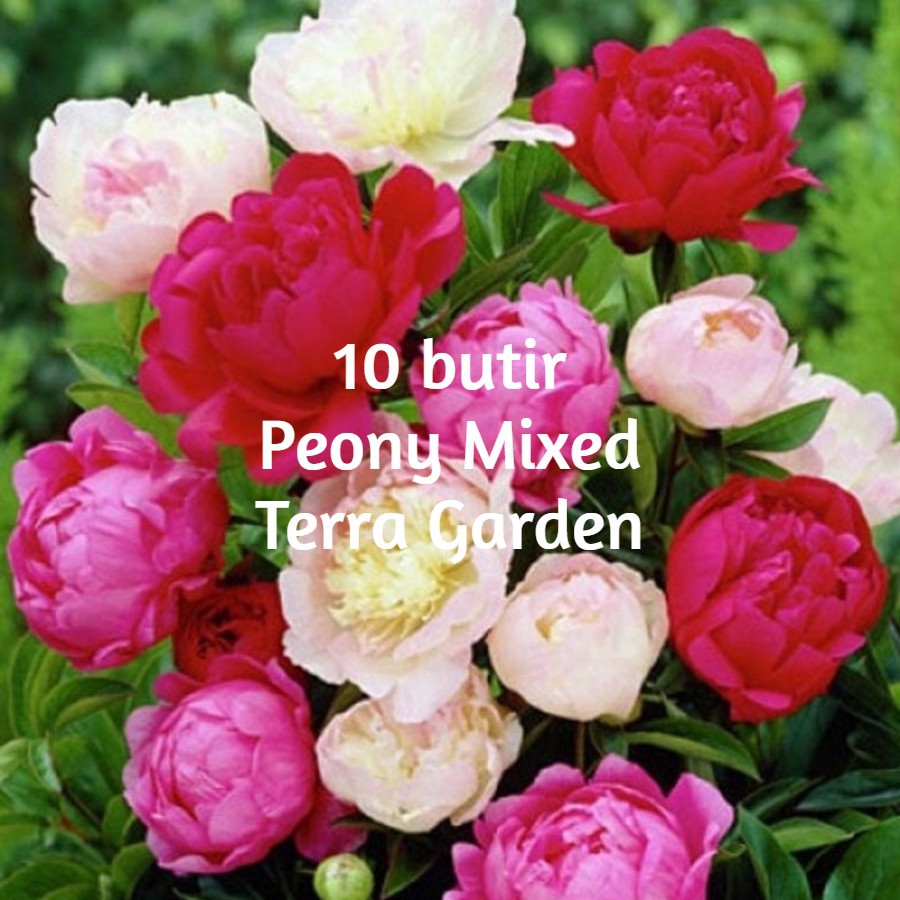 Jual Benih Bunga Biji Peony Mixed Botan 10 seeds | Shopee Indonesia