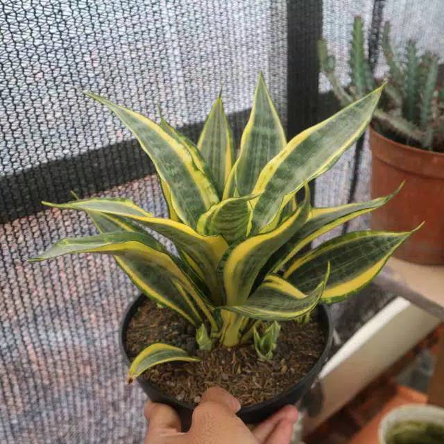 Jual Tanaman Hias Sansevieria Golden Banner | Shopee Indonesia