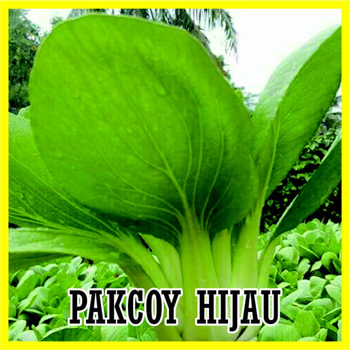 Jual BENIH BIJI PAKCOY HIJAU HIDROPONIK | Shopee Indonesia