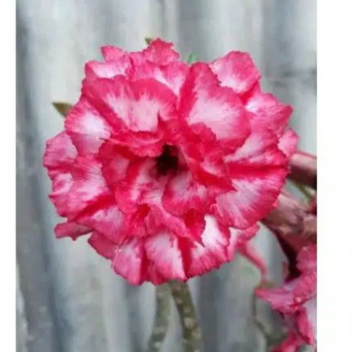 Jual bibit adenium red mayheng | Shopee Indonesia