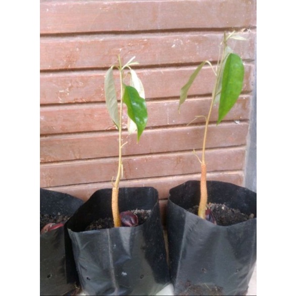 Jual BIBIT DURIAN | DURIAN LOKAL SIAP TANAM BAHAN OKULASI (10Bibit