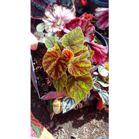 Jual begonia baldu garis remaja | Shopee Indonesia