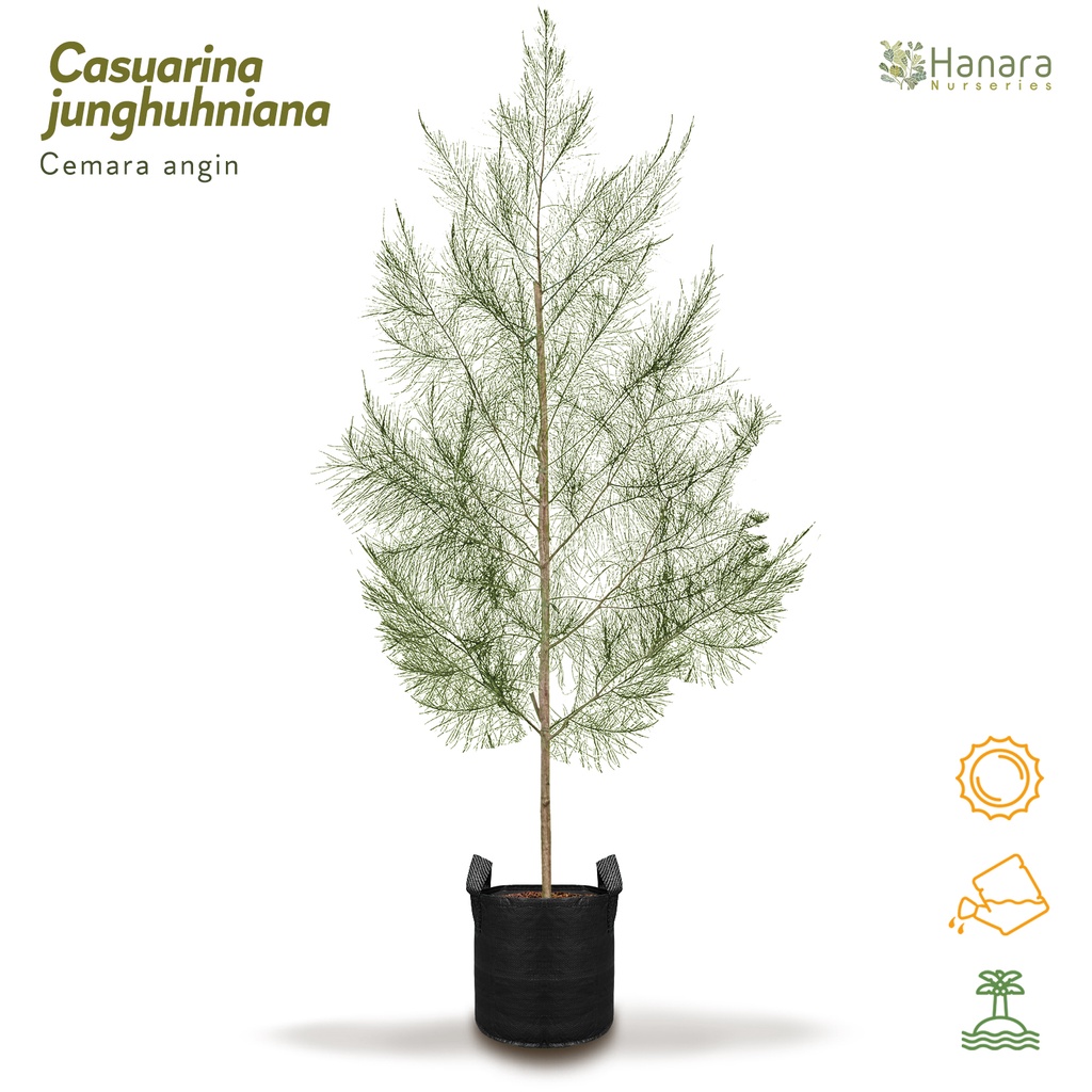 Jual Casuarina Junghuhniana Cemara Angin Pohon Instan Instant Tree Shopee Indonesia