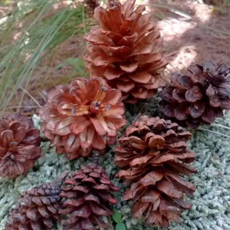 Jual bunga pinus kering | Shopee Indonesia