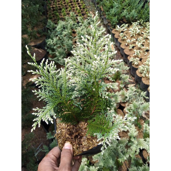 Jual Cemara inoki putih | Shopee Indonesia