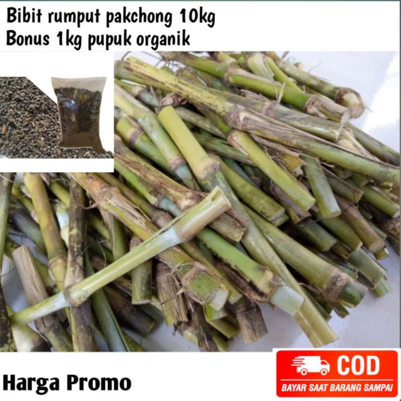 Jual paket hemat 10 kg Bibit Rumput Pakchong super gratis 1 kg pupuk ...
