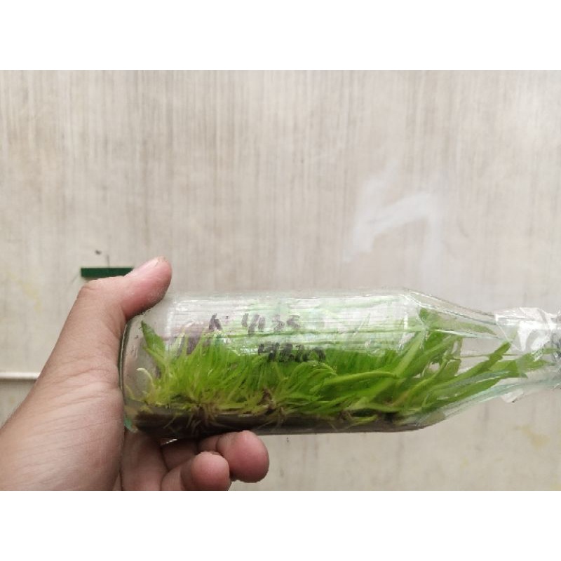 Jual Botolan Cattleya Hybrid | Shopee Indonesia