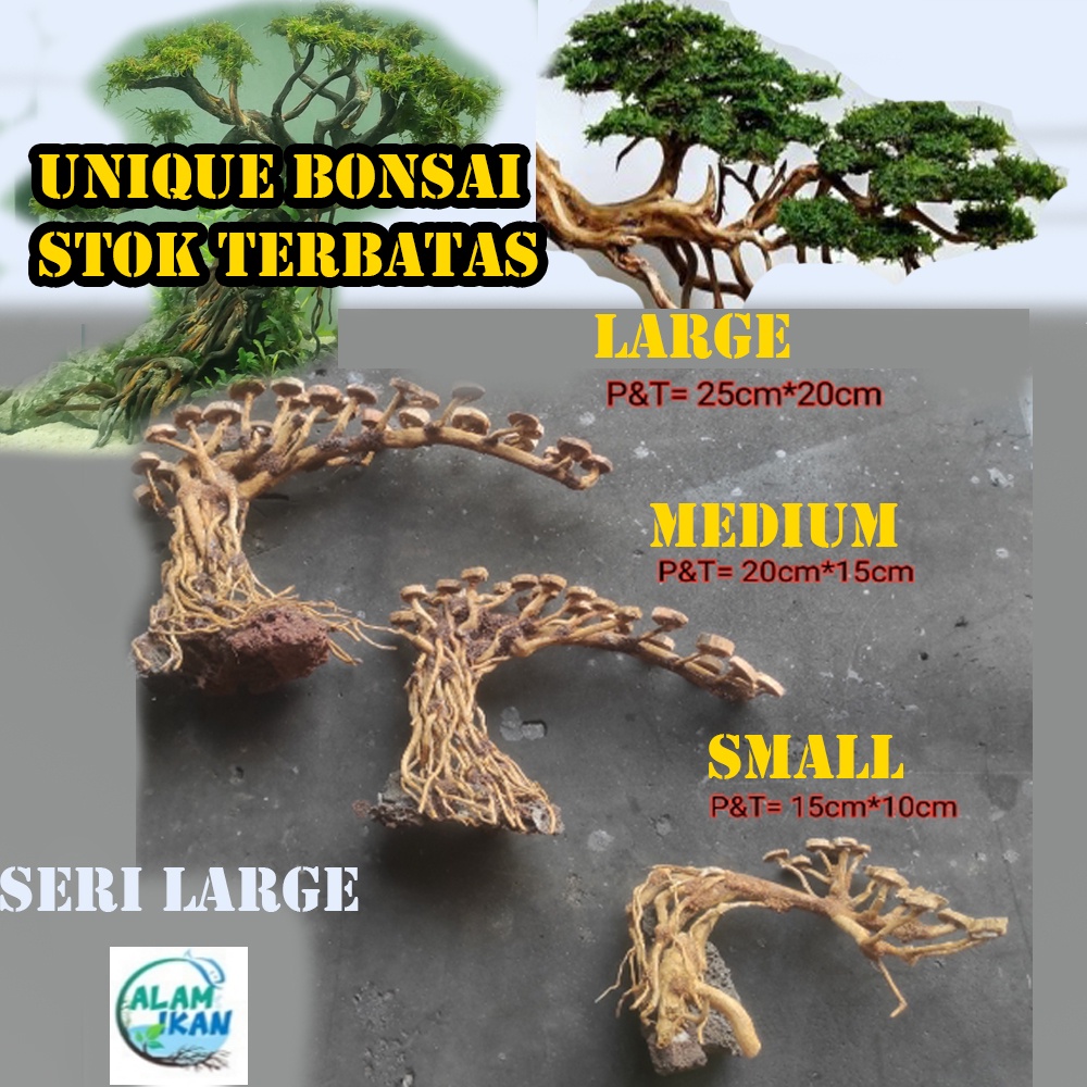 Jual Bonsai Kayu Aquascape sudah sama Moss Large Shopee Indonesia