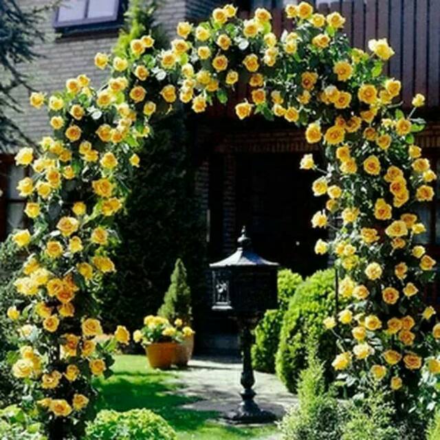 Jual Tanaman mawar rambat kuning climbing rose yellow | Shopee Indonesia
