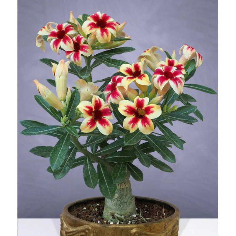 promo!!!! adenium bunga tumpuk-obesium-kamboja jepang-kemboja-bibit tanaman hias adenium bonsai "YELLOW X PINK"