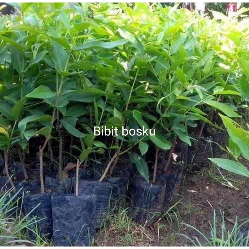 Jual Jambu Air Kancing Merah Cepat Berbuah (Asli) | Shopee Indonesia