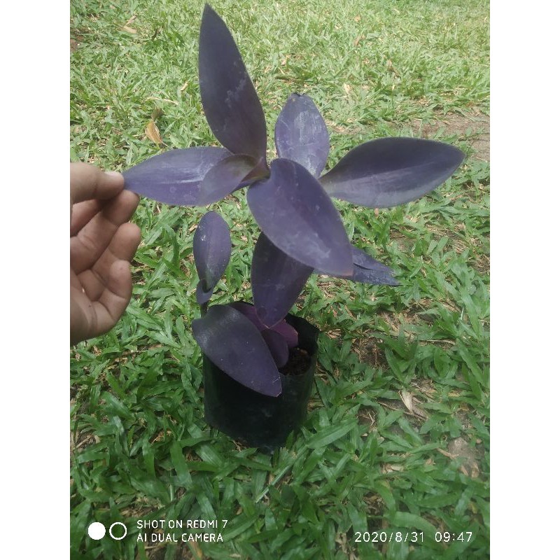 Tanaman hias Tradescantia palida purple adam hawa ungu
