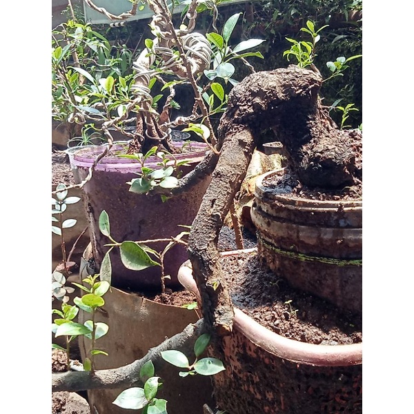 Jual bahan bonsai santigi gunung/cantigi gaya air terjun cescade