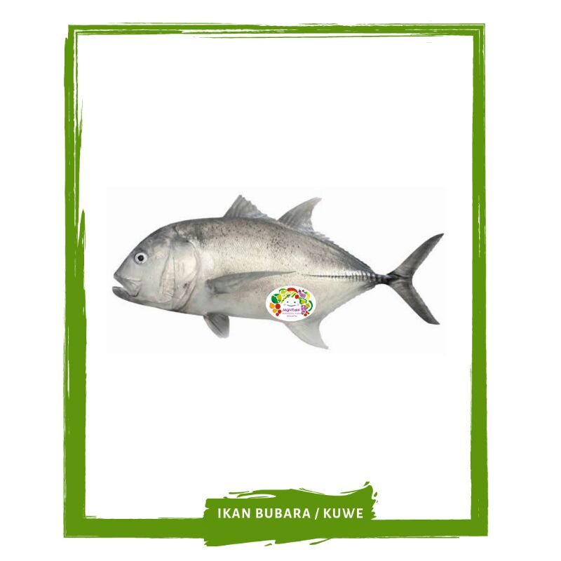 Jual Bobara / Bubara Macan / Ikan Segar On Mallahrizwa | Shopee Indonesia