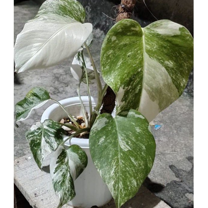 monstera variegata kaufen berlin Monstera Deliciosa Variegata Ø:15 H:45 - Pflanzen online kaufen main image 0