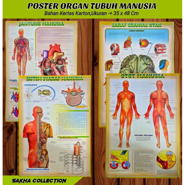 Jual POSTER ALAT PERAGA PENDIDIKAN-POSTER KERANGKA-RANGKA MANUSIA-ORGAN ...