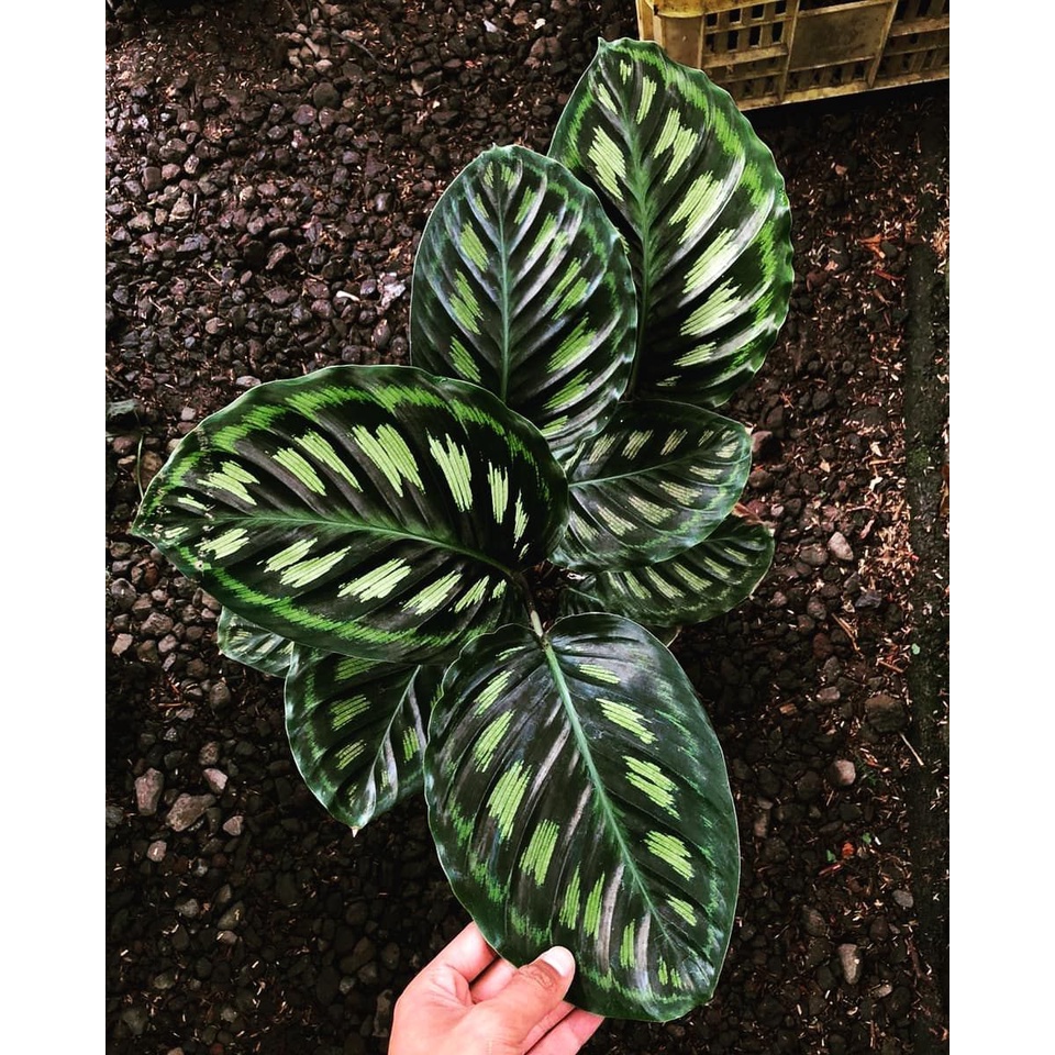 Jual Calathea Libyana Original / Calathea Libiana  Shopee Indonesia