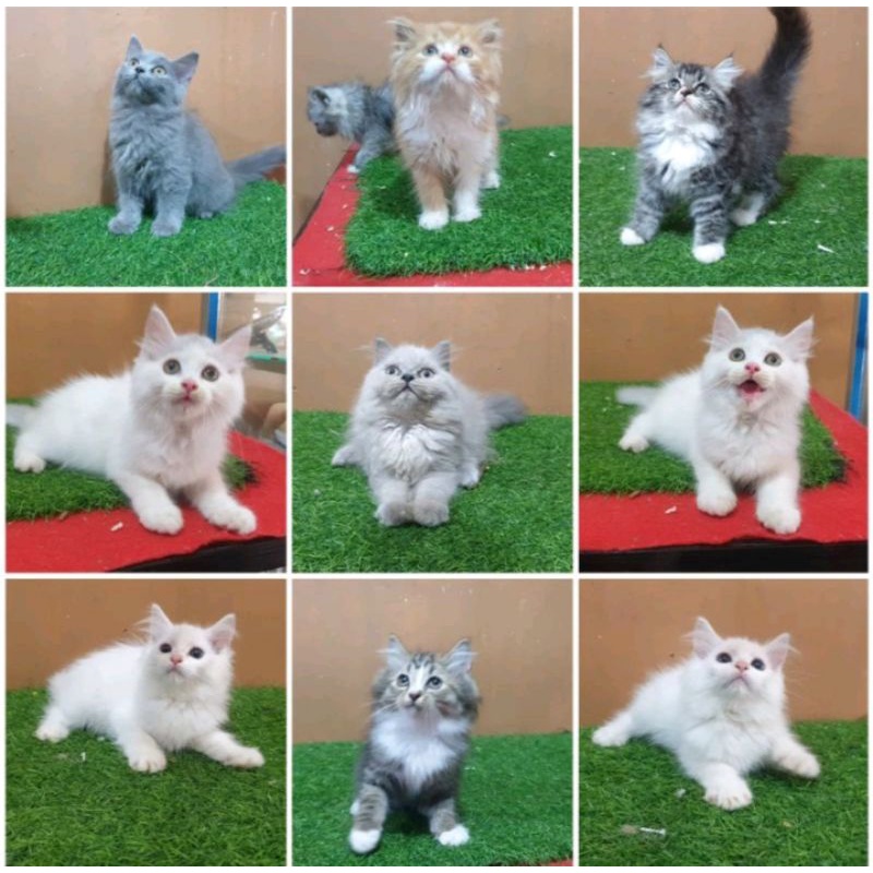 Jual kucing persia Harga Terbaik & Termurah April 2023 | Shopee Indonesia