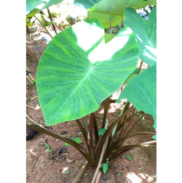 Jual Talas ungu/ lompong/ talas kimpul;sunda Shopee Indonesia