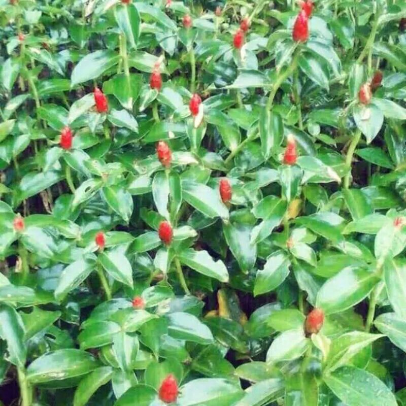 Jual Tanaman Pacing Pentul Tanaman Bunga Pacing Tanaman Pacing Pentul ...