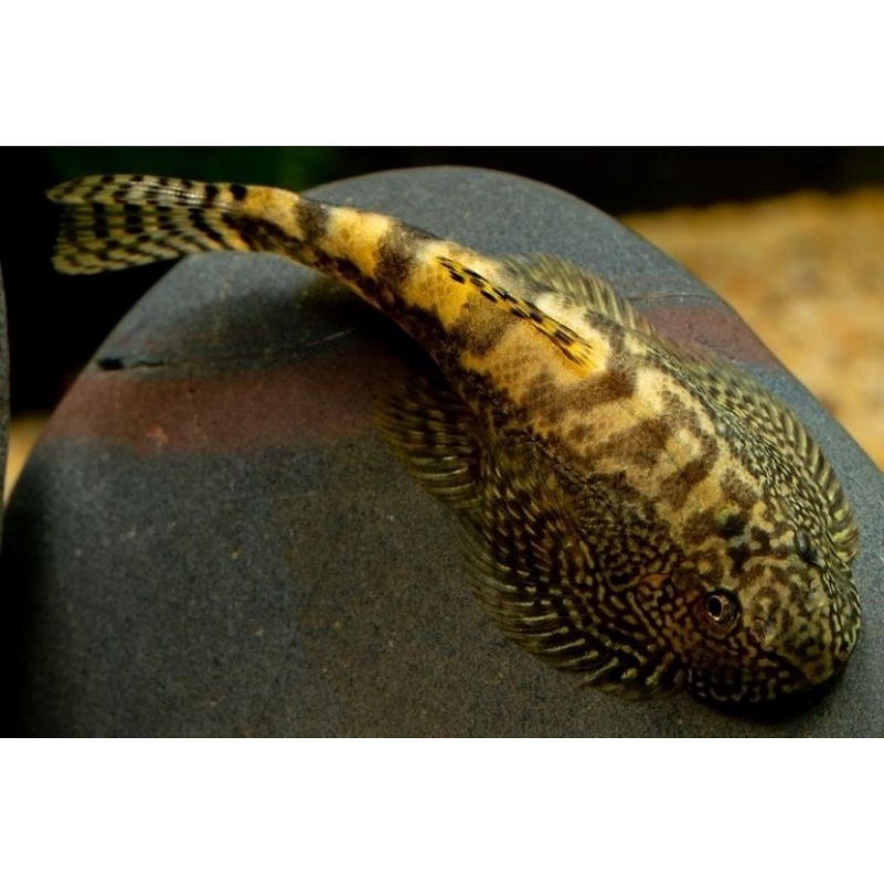 Jual Hillstream Loach / ikan pembersih kaca aquascape Shopee Indonesia