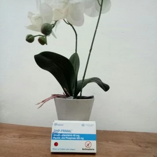 Jual Obat Malaria Terlengkap & Harga Terbaru Januari 2025 | Shopee