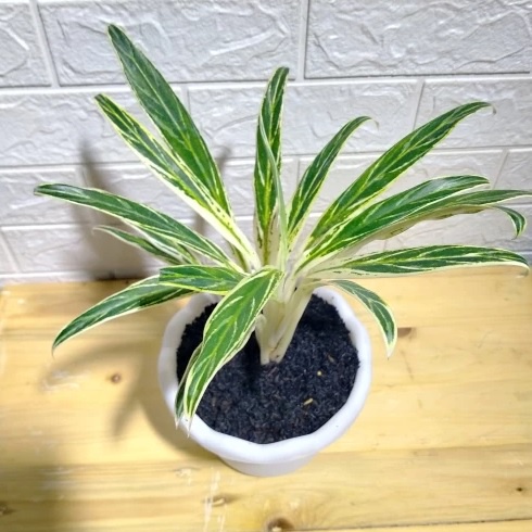 Jual Bamboo ( tanaman hias aglaonema/ aglonema ) Shopee Indonesia