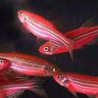 Jual red danio | Shopee Indonesia