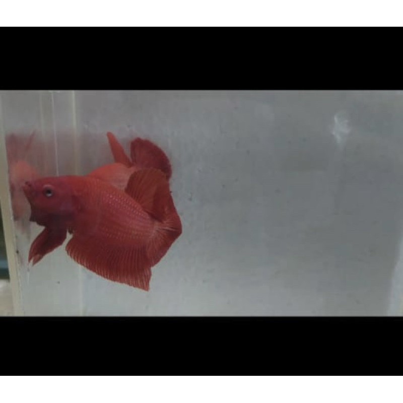 Jual BETTA GIANT SRD BO KE 5,DPN 1 Ekor | Shopee Indonesia