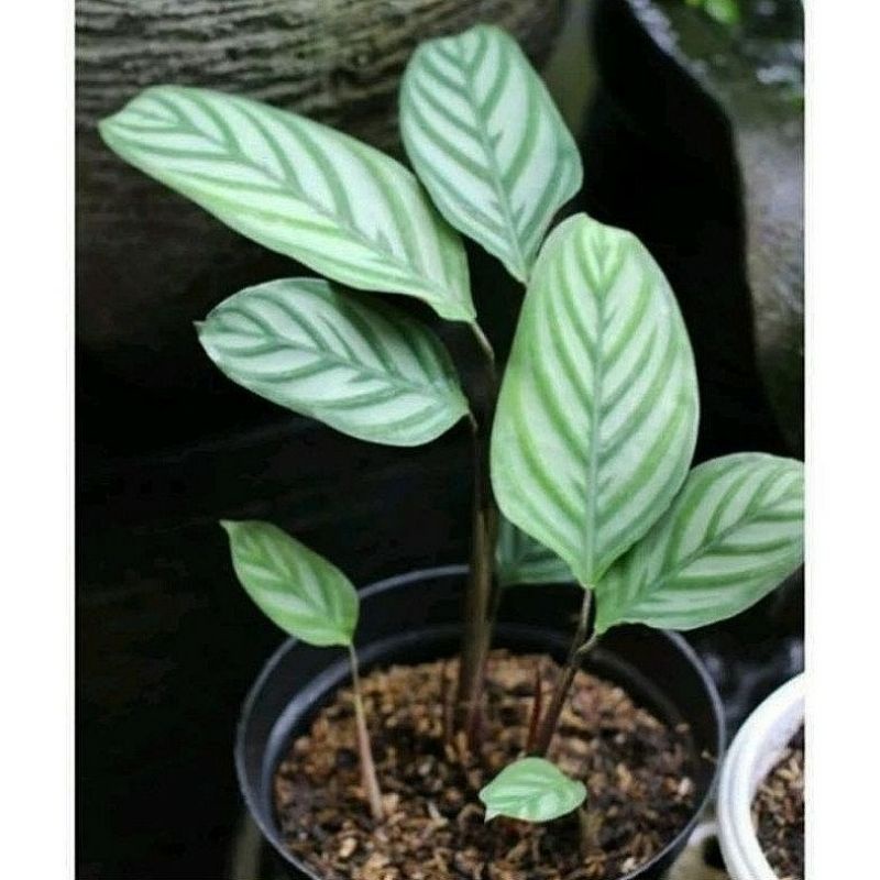 Jual ( BISA COD ) TERMURAH Tanaman Hias Calathea Ctenanthe Setosa ...
