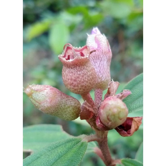 Jual Buah Senduduk Terlengkap & Harga Terbaru Mei 2026 | Shopee Indonesia