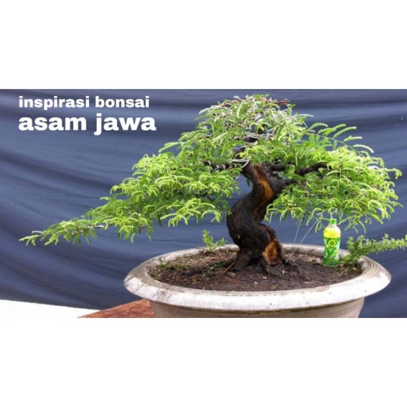 Jual Bibit Tanaman Asam Asem Jawa Bahan Bonsai Tamarindus Indica