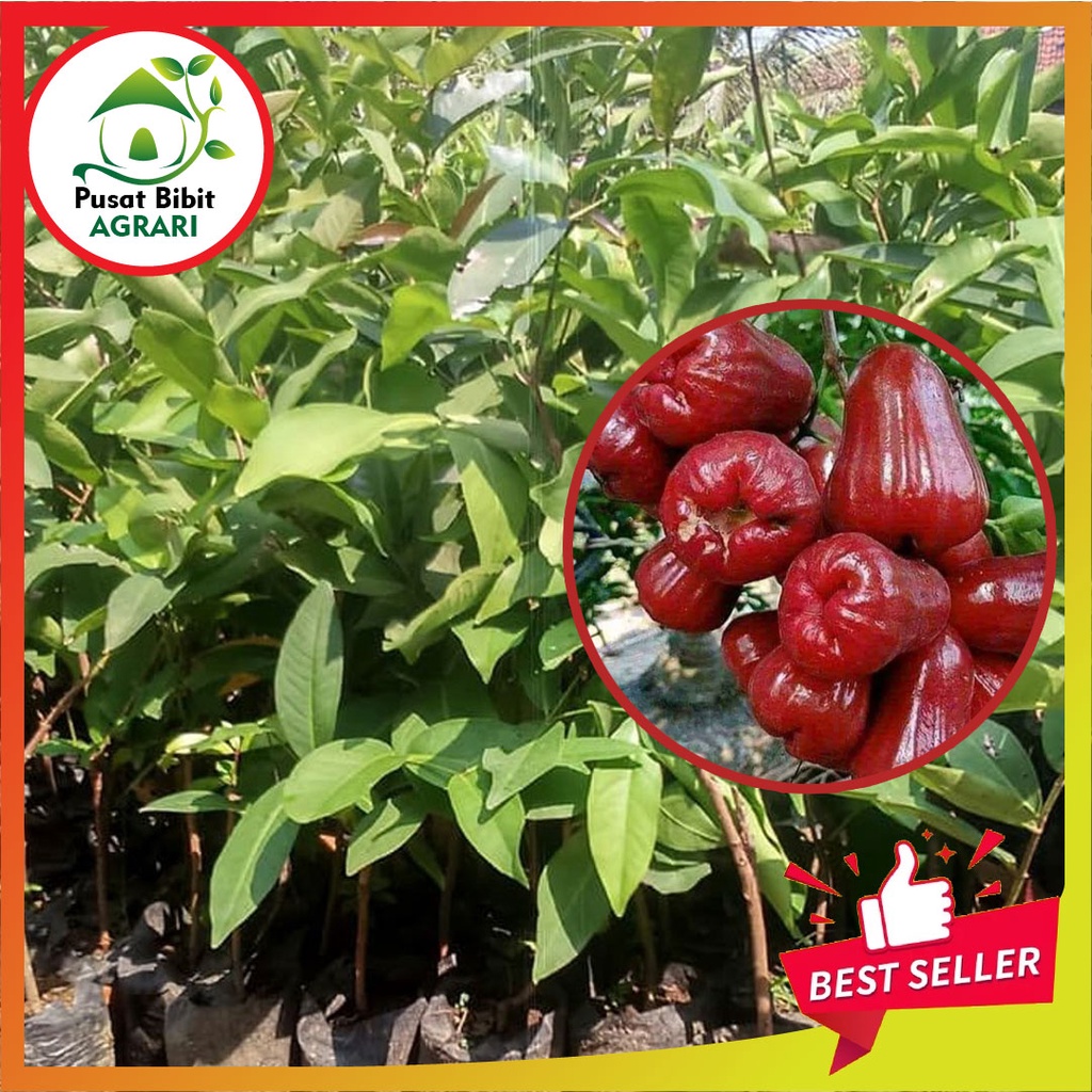 Bibit Jambu Air King Rose Asli Tanaman Buah Okulasi Super Unggul Tabulampot Pusat Bibit Agrari