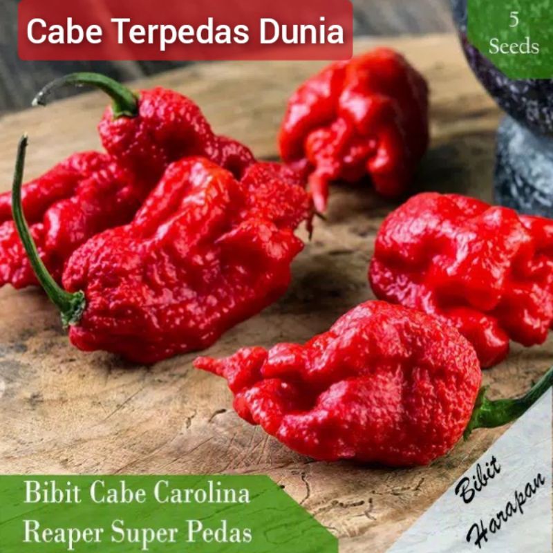 Jual Bibit Benih Biji Cabe Carolina Reaper Pepper Cabai Super Pedas Shopee Indonesia