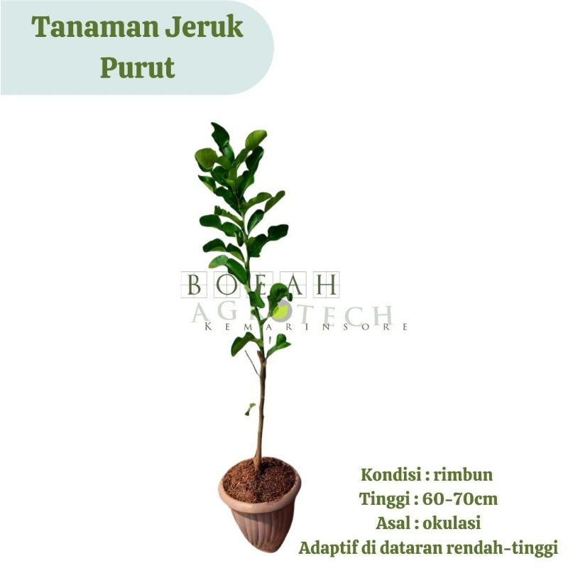 Jual Bibit Tanaman Jeruk Purut Daun Penyedap Masakan Tanaman Daun Jeruk Shopee Indonesia 