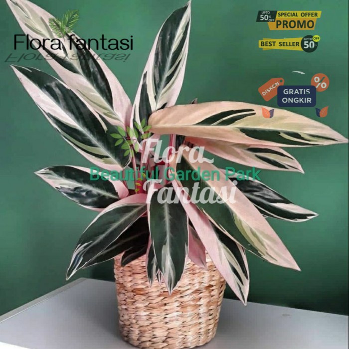 Jual Tanaman Hias hidup Maranta Tricolor / pohon Maranta Tricolor ...