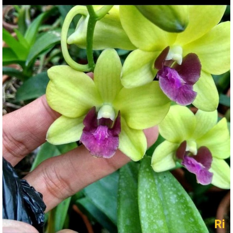 Jual Dendrobium Burana green star | Shopee Indonesia