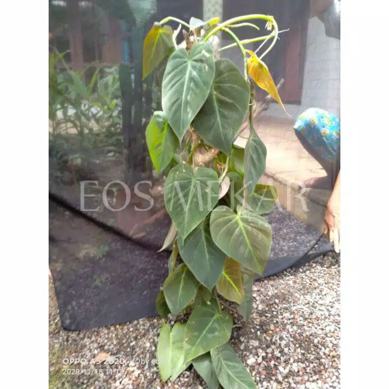 Jual Tanaman Hias Philodendron Micans Pilo Mican Tanaman Merambat