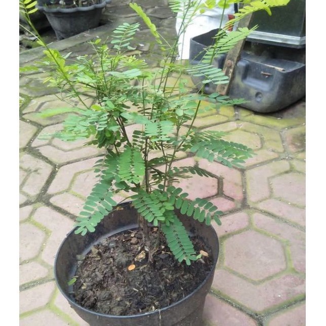 Jual Tnaman herbal Saga Rambat/pohon daun saga/Tanaman Saga/obat Herbal ...