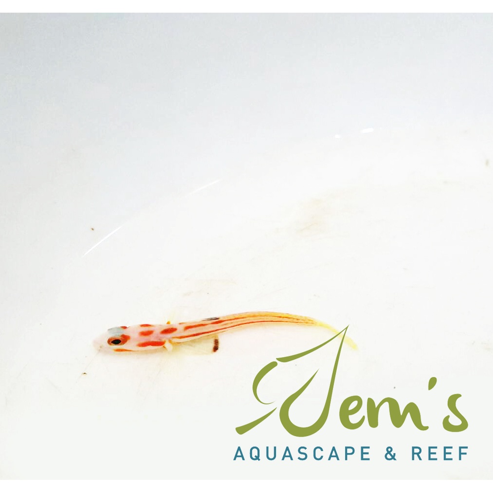 Jual Ikan Air Laut Gobi Yasha / Jabing Antik (Yasha Goby) | Shopee ...