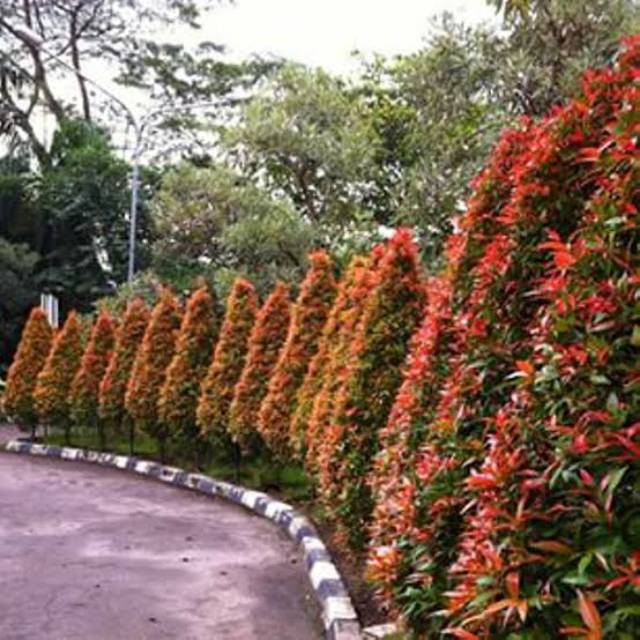 Jual Tanaman Pucuk merah rimbun beli 10 gratis 1 | Shopee Indonesia