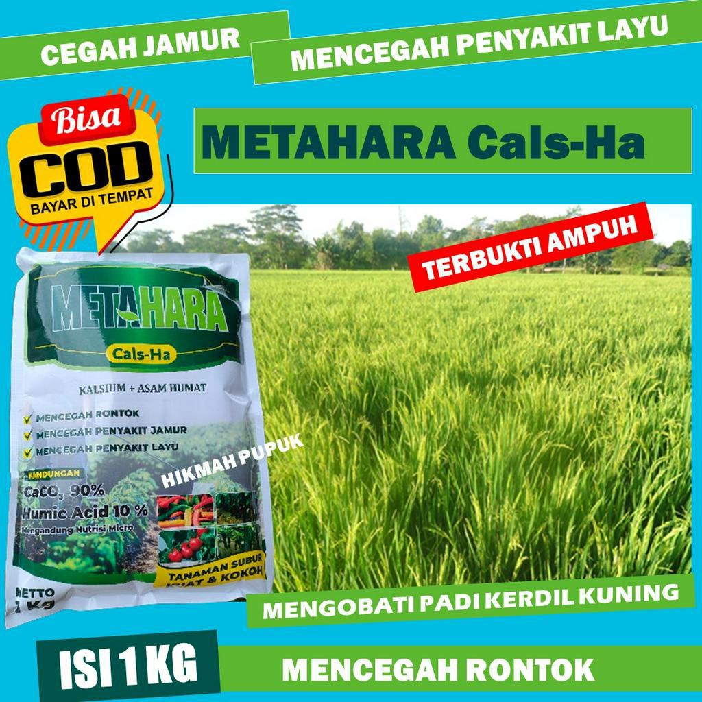 Jual Pupuk Kalsium Padi Kerdil Metahara Paling Bagus Pupuk Tepung Tanaman Padi Biar Padi Lebat