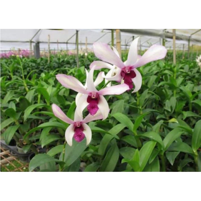 Jual Dendrobium Caesar X Dendrobium Burana Charming | Shopee Indonesia