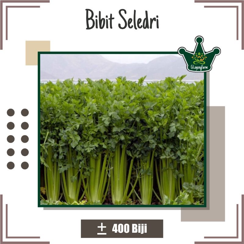 Bibit Seledri Benih Mudah Perawatan Gloyong Farm - Benih Sayuran