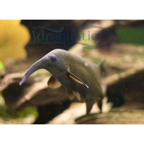 Jual (INSTANT BANDUNG) IKAN HIAS GAJAH LONG NOSE TRUNK ELEPHANT FISH
