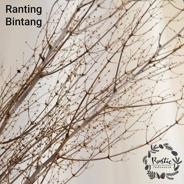 Jual Ranting Bintang | Shopee Indonesia