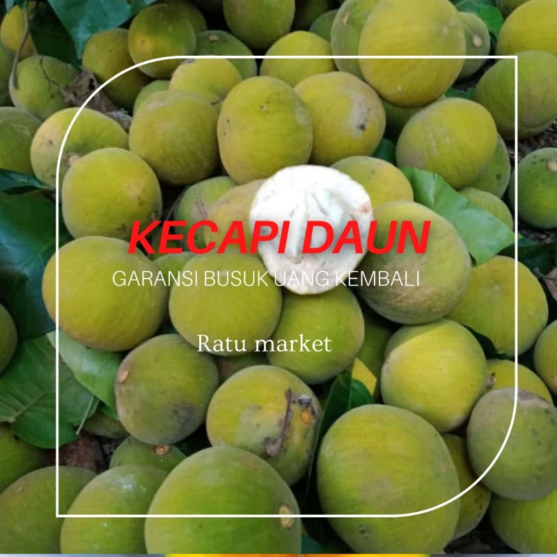 Jual BUAH SEGAR KECAPI DAUN JAMINAN RASA MANIS KWALITAS TERBAIK ...