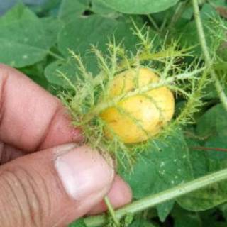 Jual 1 kg Buah Rambusa ( rambutan hutan ) buah ermot , buah langka | Shopee  Indonesia